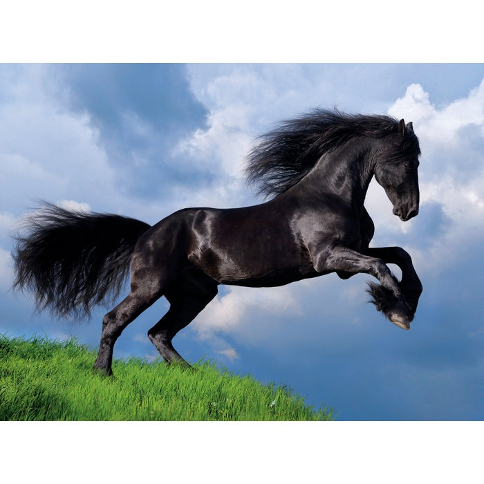 Fresian Black Horse - 500 pièces