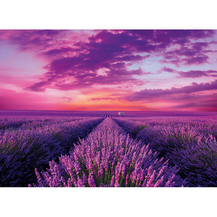 Lavender Field - 1000 pièces